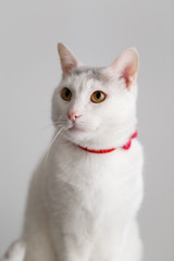 Portrait of a white cat