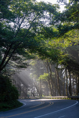 Sun rays through trees