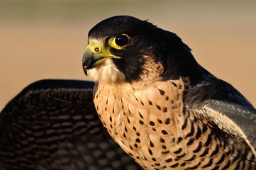 Halcón