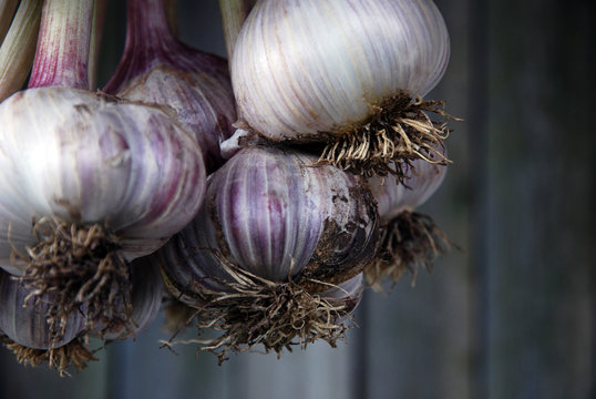 Bunch of freshly picked garlic hanging against gray wooden wall background, selective focus, close-up