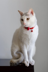 Portrait of a white cat