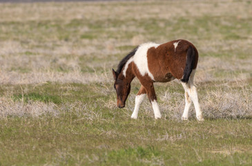 Fototapeta na wymiar Cute Wild Horse Foal in Utah