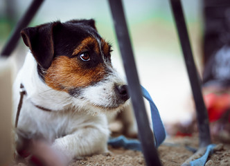 Portrait of female jack russell terrier