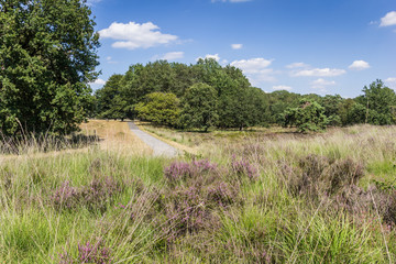 Purple heather in National Park Dwingelderveld in Drenthe, Netherlands