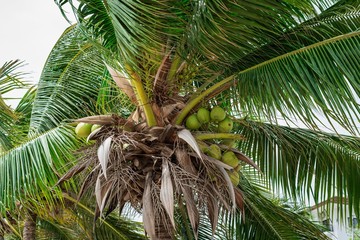 coconut palm tree in thailand