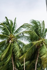 Fototapeta premium palm tree on background of blue sky