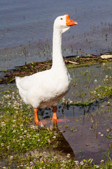 White goose