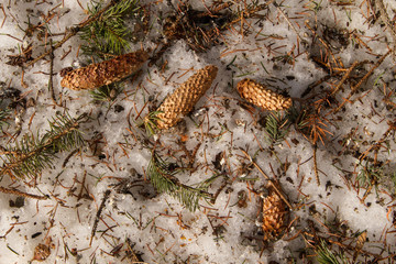 Fir cones in the melted snow.