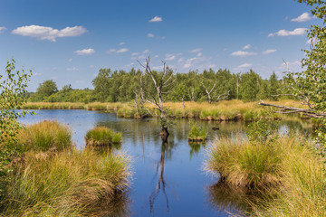 Wetlands of the national park Dwingelderveld in Drenthe, Netherlands