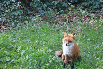 red fox is sitting and resting in the grass