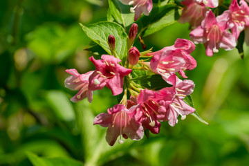Blooming pink flowers of Weigela florida. Luxury bush of flowering Weigela hybrida Rosea in oriental garden. Flower landscape for nature wallpaper