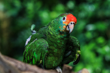 Bright Parrots in the Rain Forest, Iguazu Falls