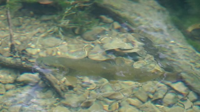 Zebraforelle steht im flachen Wasser