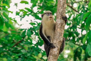 Endemic Monkey in the Ghana Rain Forest, West Africa
