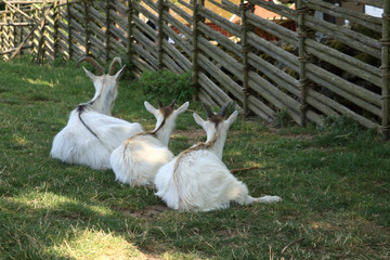 Goat mother is resting with her two children