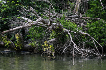 Magic Forest in the Indiana River, Dominica Island