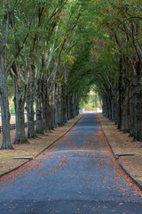 Tree canopied path in the forest