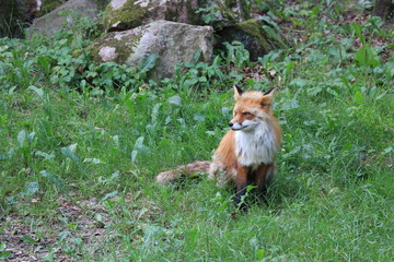 red fox is sitting and resting in the grass
