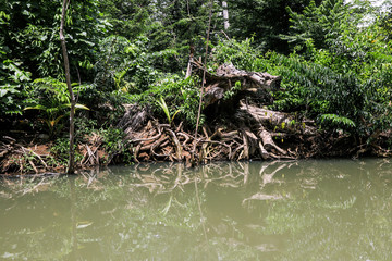 Magic Forest in the Indiana River, Dominica Island