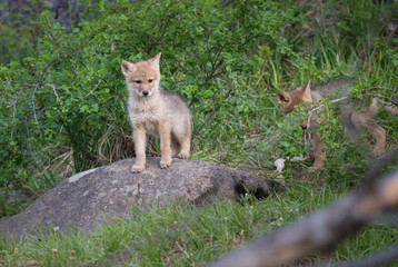 Coyote pups