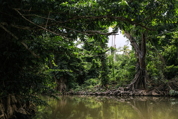 Magic Forest in the Indiana River, Dominica Island