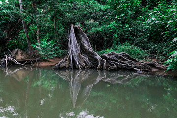 Magic Forest in the Indiana River, Dominica Island