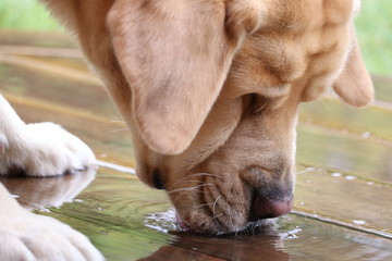 Yellow Labrador retriever drinking rainwater from wooden floor