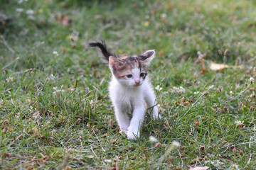 Fototapeta premium Curious little kitten play in the grass. Little kitty play outside