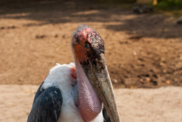 Obraz premium Marabu aus Afrika 