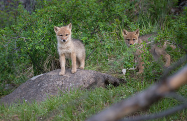 Coyote pups