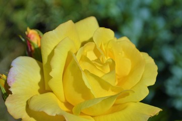 yellow rose