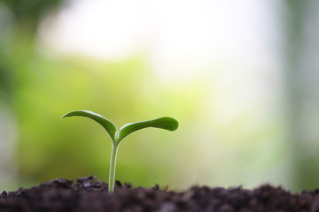 Green Growing sappling plant with dark brown solid 