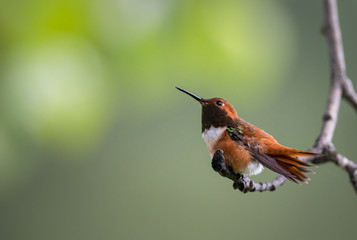 Rufous hummingbird