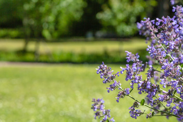 Obraz premium Flowers of Nepeta (лат. Nepeta cataria) in natural background