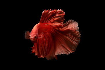 red  color of Siamese fighting fish betta Thailand fish movement