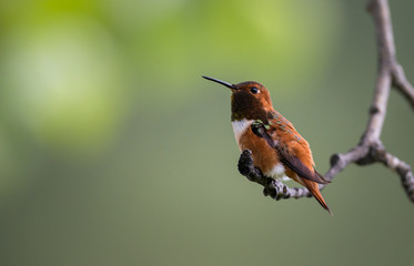 Rufous hummingbird