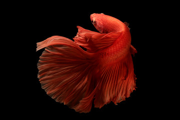 red  color of Siamese fighting fish betta Thailand fish movement