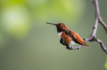 Rufous hummingbird