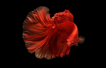 Image of red  color of Siamese fighting fish betta Thailand fish movement printed on Printed Glass Splashbacks