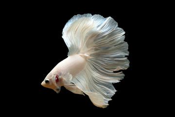 white Siamese fighting fish 