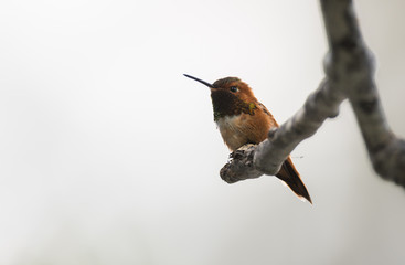 Rufous hummingbird