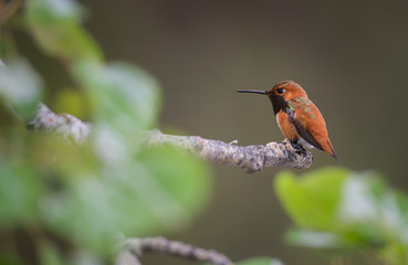 Rufous hummingbird