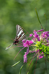 swallowtail butterfly