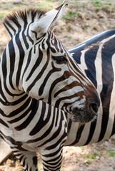 Zebra in seiner natürlichen Umgebung