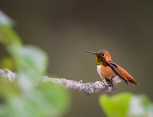 Rufous hummingbird