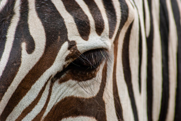 Zebra in seiner natürlichen Umgebung