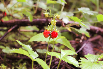  two strawberries and a beetle
