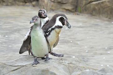 Fototapeta premium family of penguins
