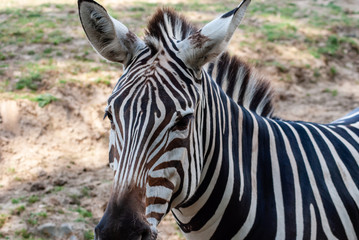 Zebra in seiner natürlichen Umgebung