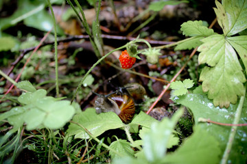  two snails and strawberries in the forest